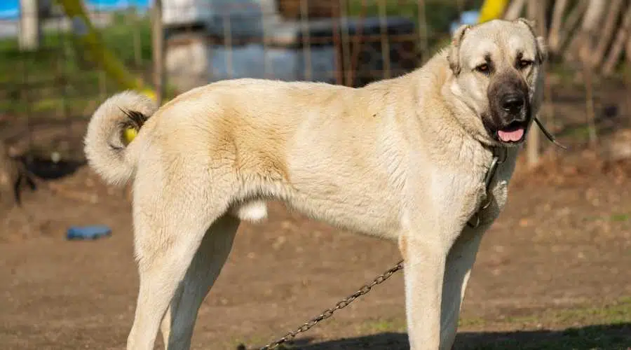 Sivas Kangal encadenado en un gran patio embarrado