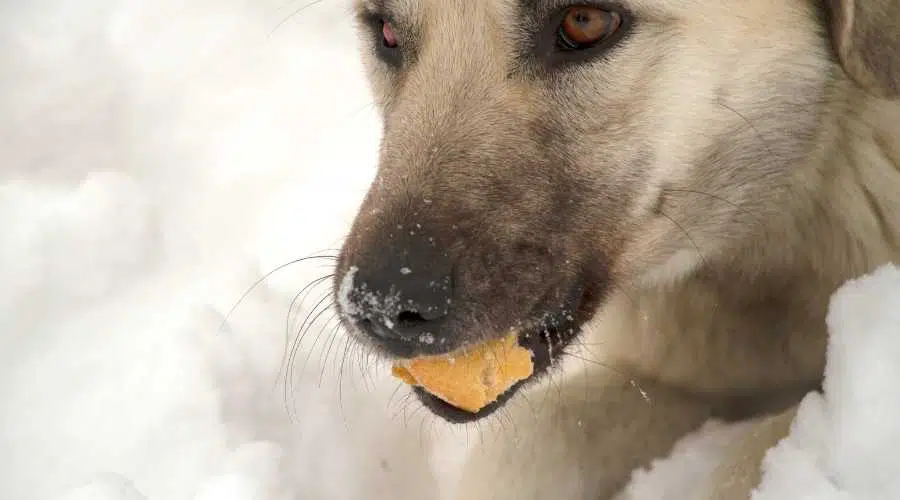 Kangal masticando un trozo de pan en la nieve, cerca de la cara