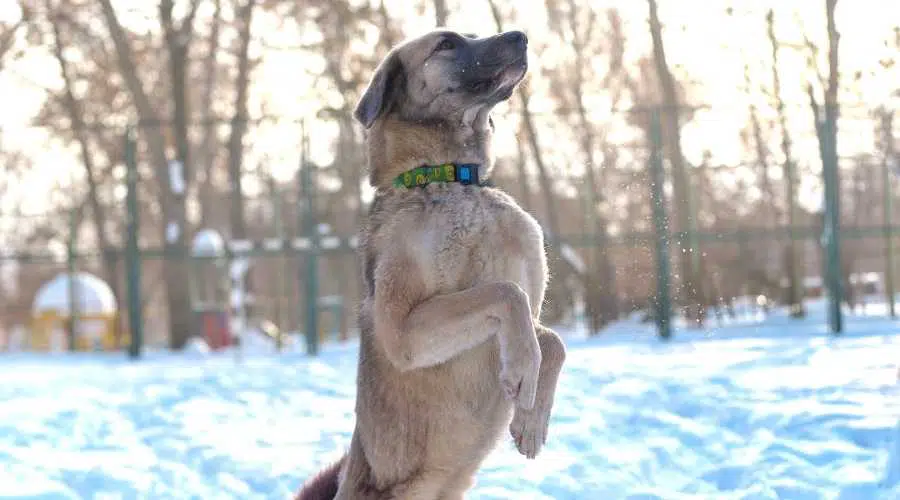 Una perra cría trucos de kangal turco en las patas traseras