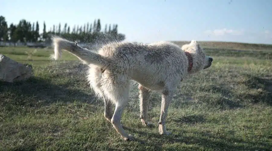 Perro turco Sivas Kangal sacudiendo agua afuera