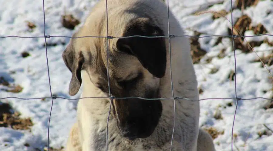 Un primer plano de un perro Kangal sentado con la cabeza gacha detrás de vallas de alambre en invierno