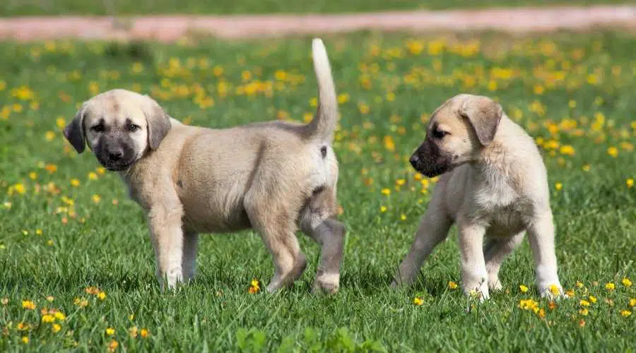 Cachorros de perros Sivas Kangal en el jardín