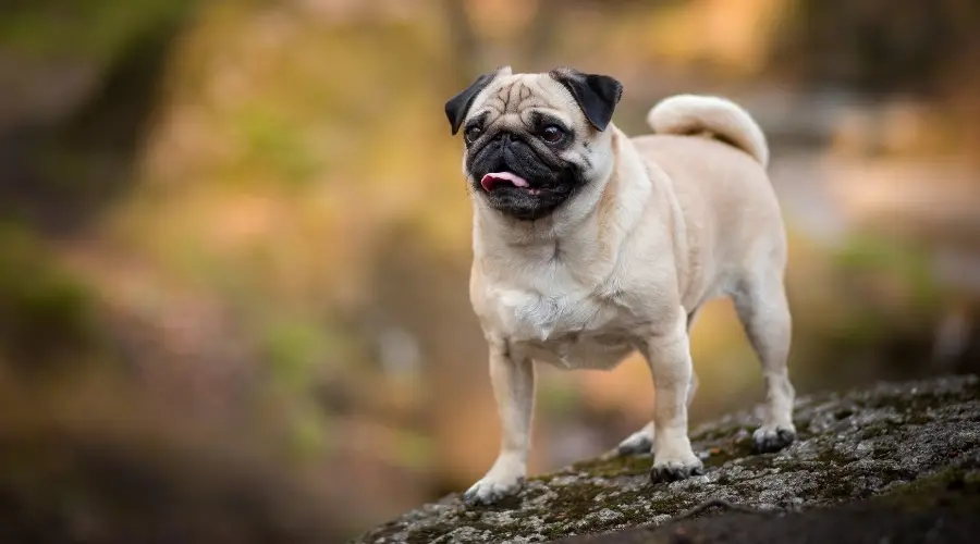 Pug de pie en la rama de un árbol