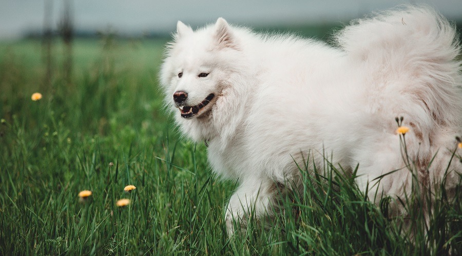 Samoyedo blanco jugando