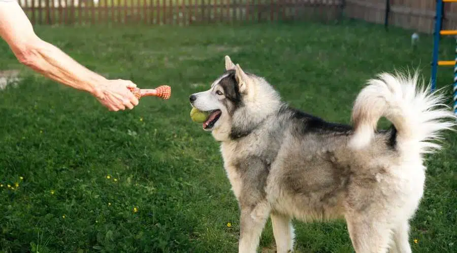 Cola rizada de husky siberiano