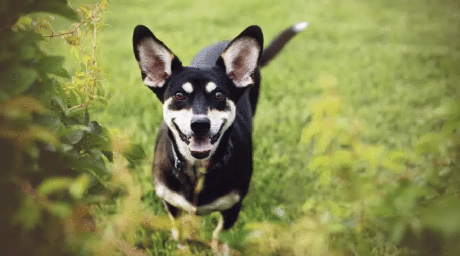 Mezcla de Chihuahua Husky en pasto