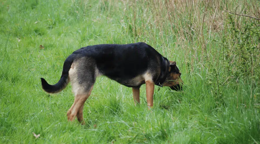 Perro Huntaway disfrutando de la primavera olfateando la hierba