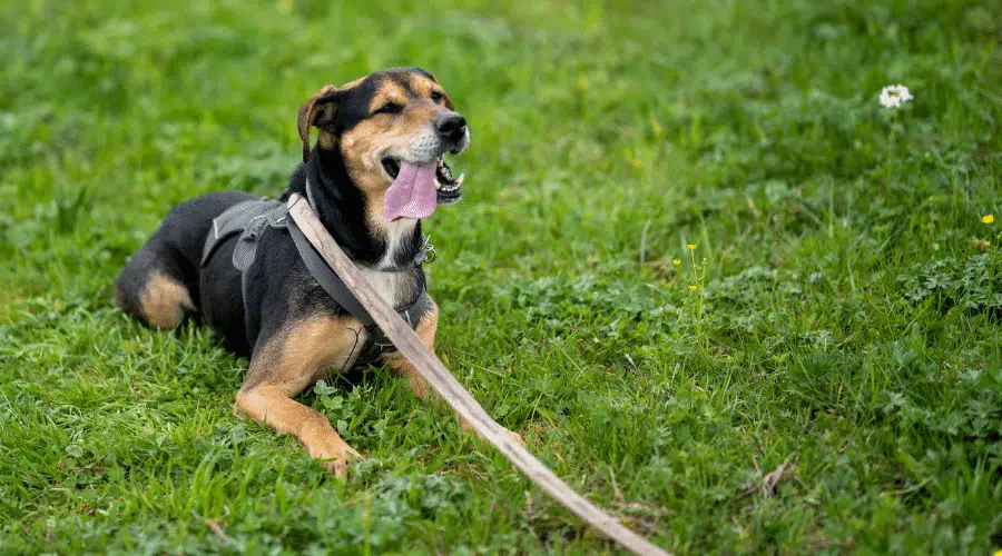 Un divertido perro de caza con una correa sentado en el césped del jardín con la lengua fuera