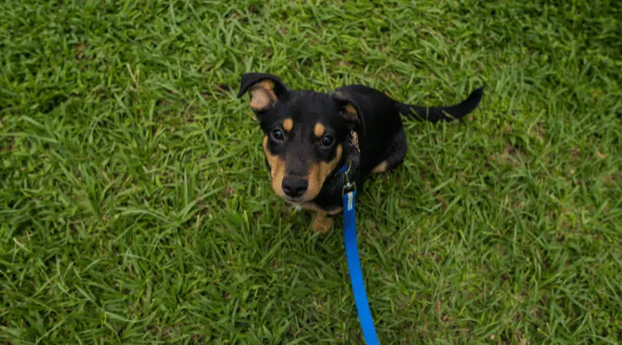 Un tiro de ángulo alto de un cachorro Huntaway en el césped con una correa azul