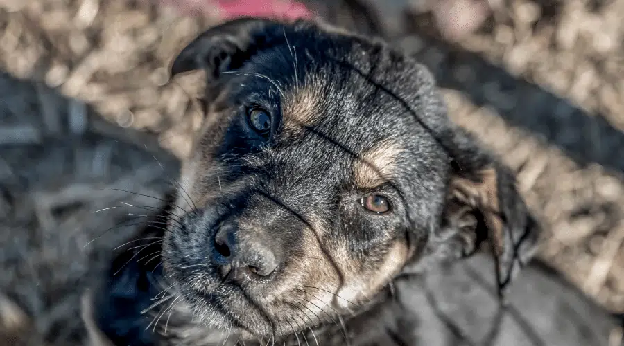 Mascota de rescate del refugio Huntaway de Nueva Zelanda