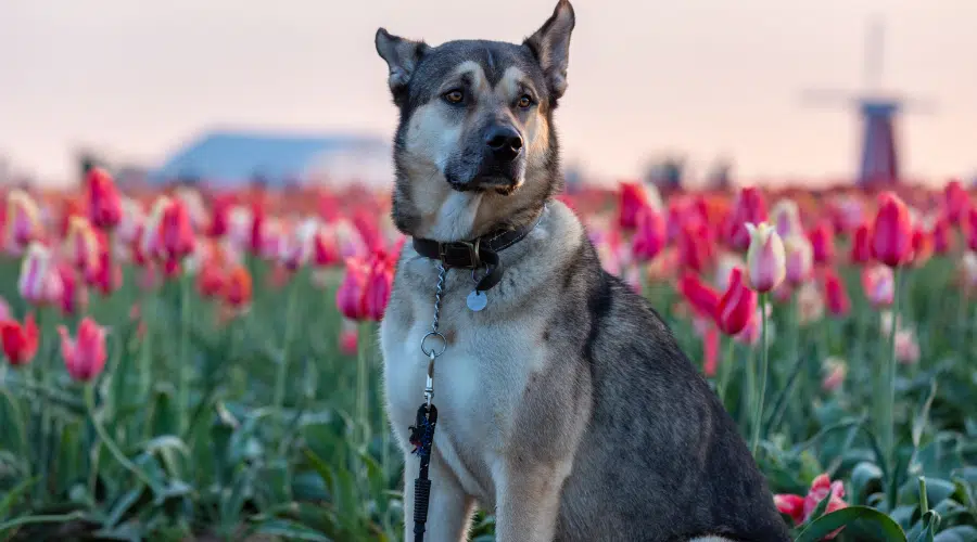 Retrato de un perro lobo de Kunming posando en un campo de tulipanes