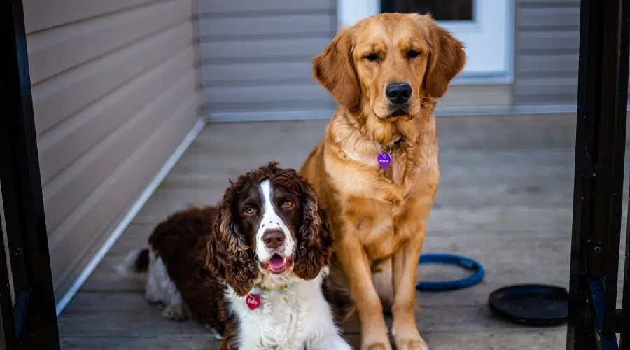 Springer Spaniel y Golden Retriever sentados en la puerta