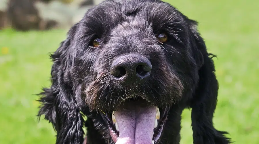 Sproodle negro cerca de la cara afuera