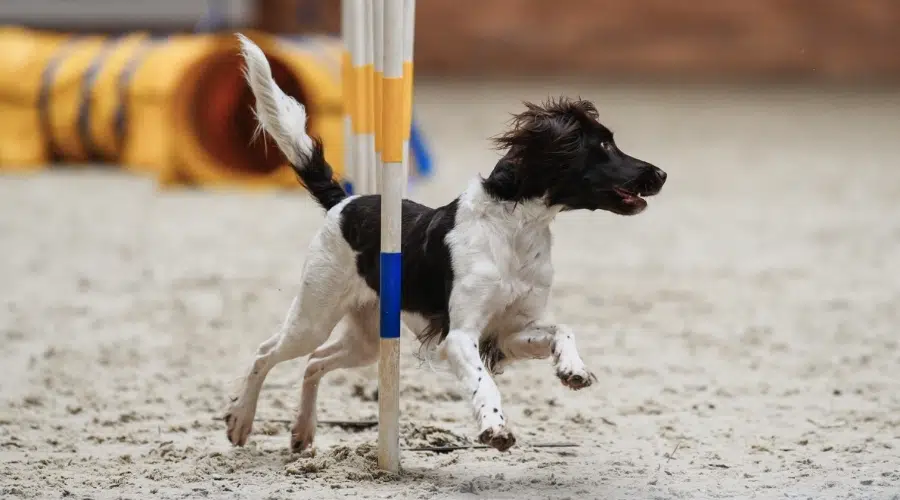 Aussie Springer haciendo curso de agilidad