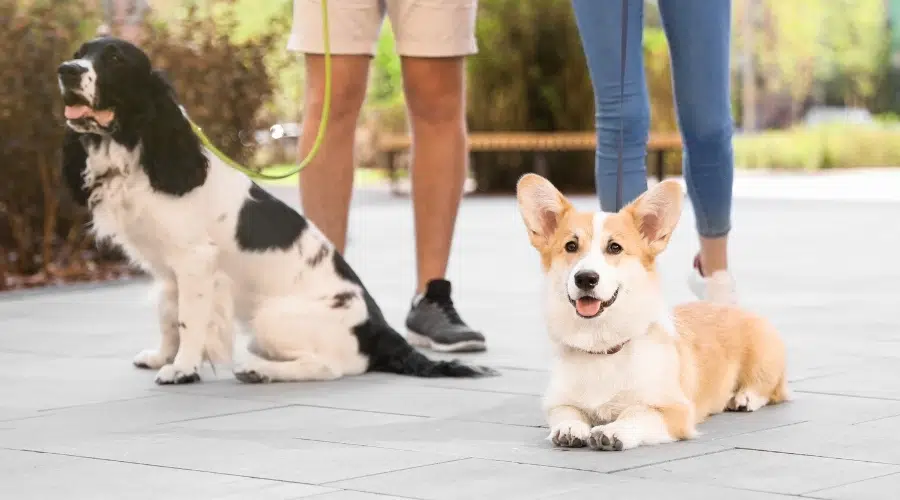 Springer Spaniel y Welsh Corgi paseados por sus dueños con correa