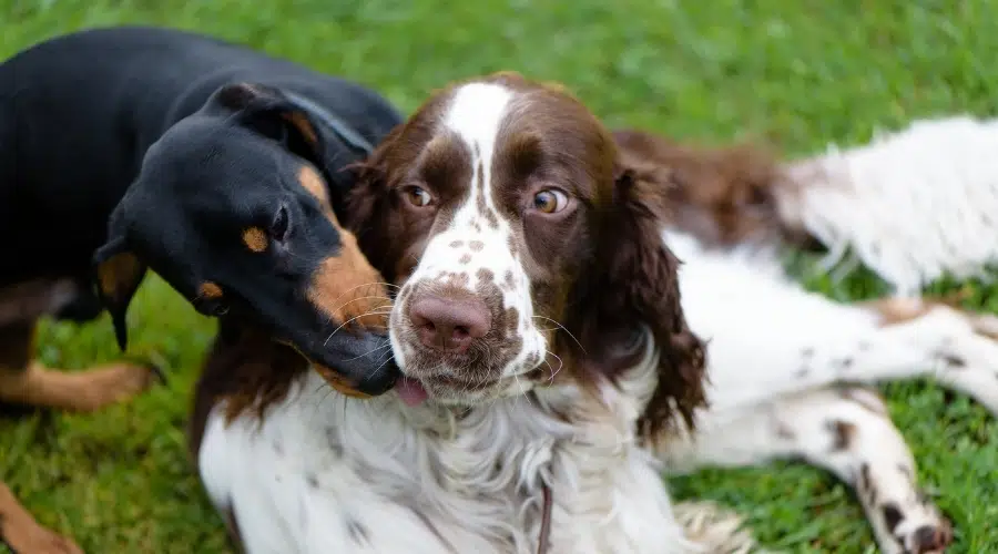 Springer Spaniel y Teckel jugando en el césped