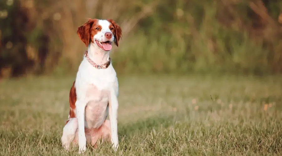 Brittany Springer sentada en el campo