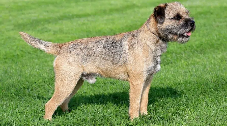 El típico Border Terrier en un jardín.