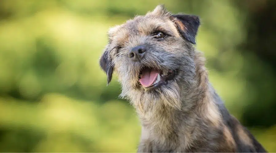 Adorable pequeño y lindo Border Terrier sentado y sonriendo