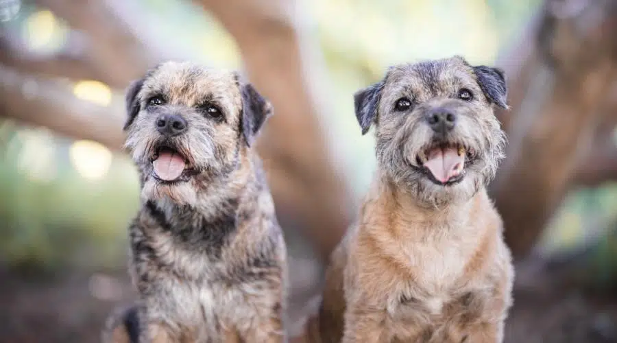 Retrato de perro Border terrier en la naturaleza