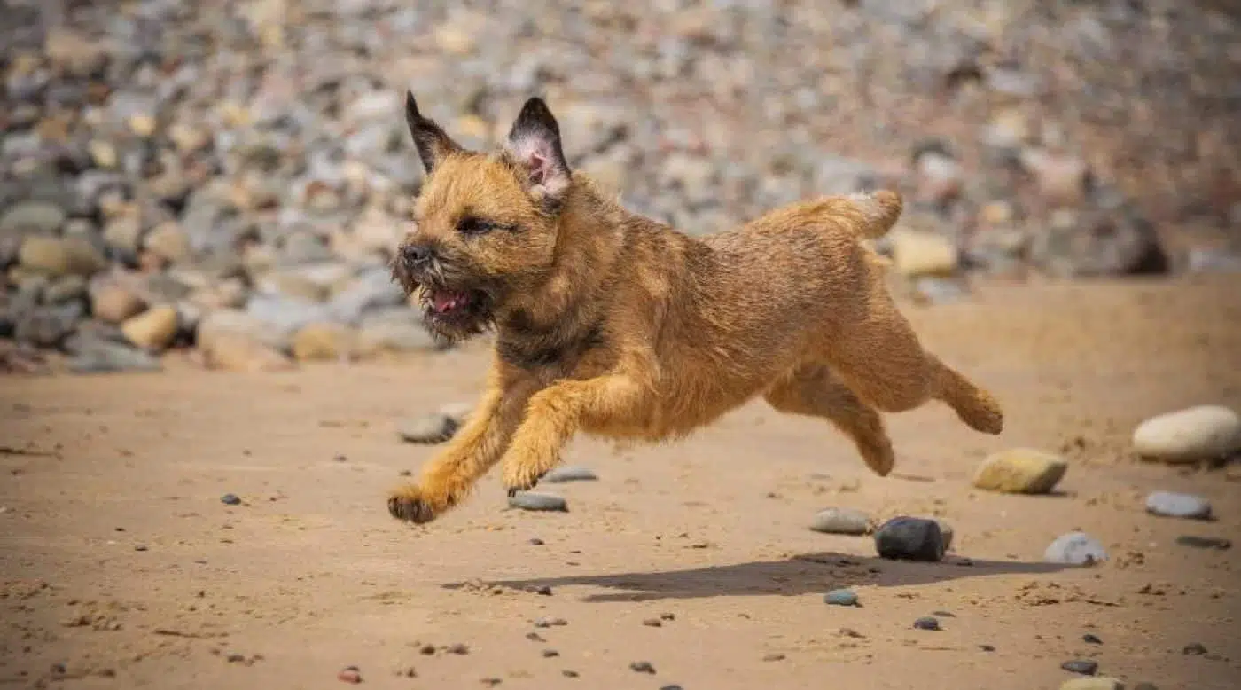 Border Terrier corriendo en la playa