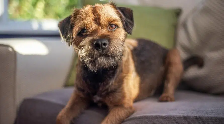 Border Terrier sentado en una silla en el apartamento