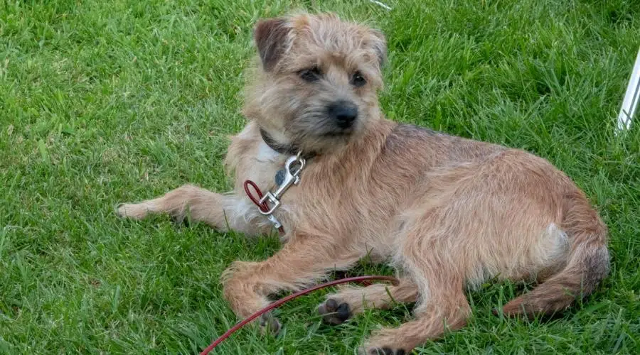 Perro Border Terrier al aire libre