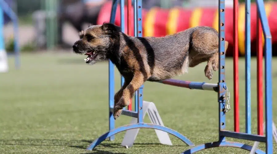 Perro de raza Border terrier en entrenamiento de agilidad