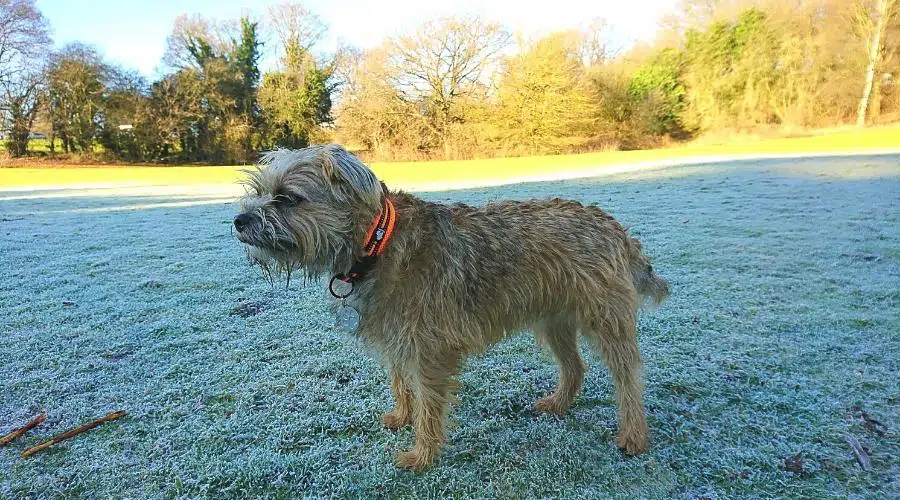 Wet Border Terrier necesita baño