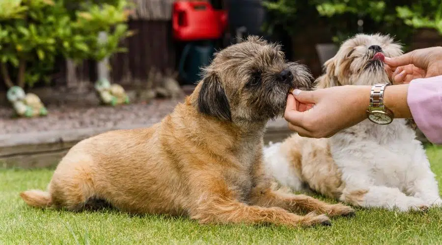 Border terrier y shih tzu lindos perros cachorros en la hierba jugando y posando