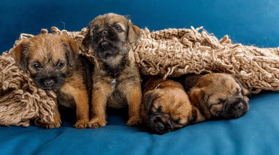 4 pequeños y hermosos cachorros marrones en un sofá azul 