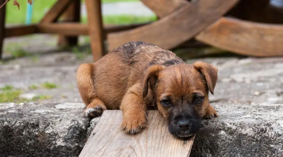 Border terrier cross cachorro somnoliento en el jardín