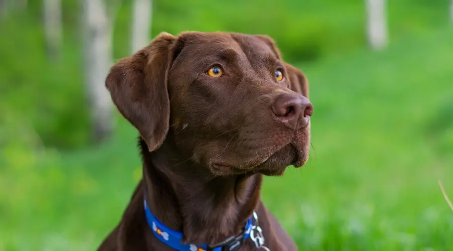 Labrador Retriever Chocolate