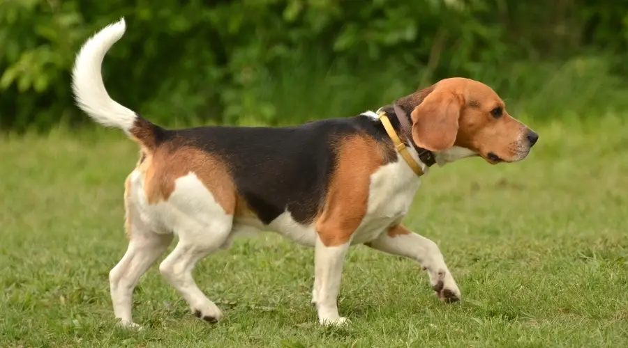 Perro negro, marrón y blanco caminando en la hierba