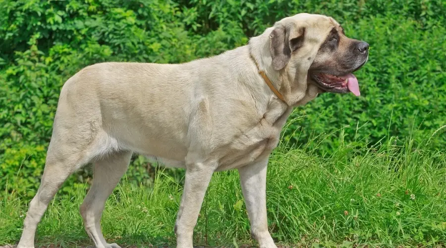 Enorme perro cervatillo al aire libre en un día soleado