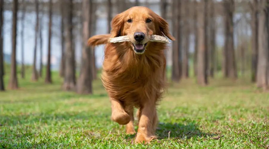 Golden Retriever corriendo