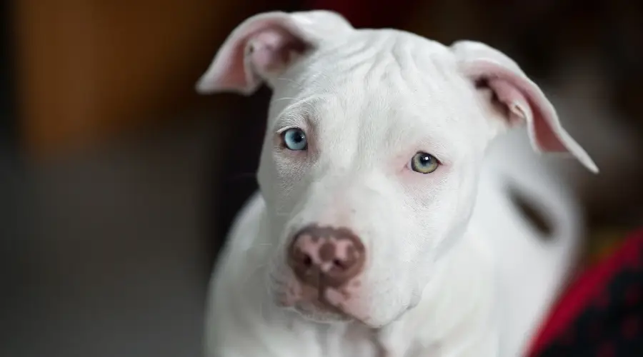 Cachorro Pitbull Blanco