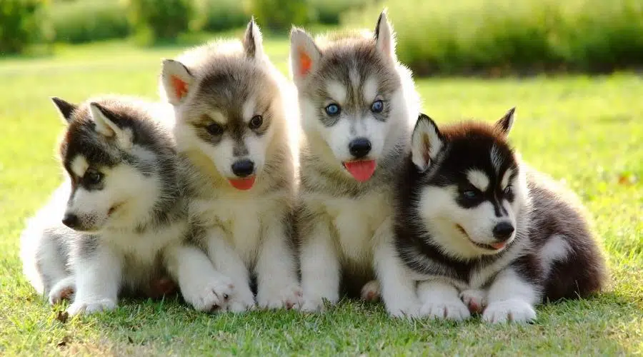 Cachorros de Husky siberiano en la hierba