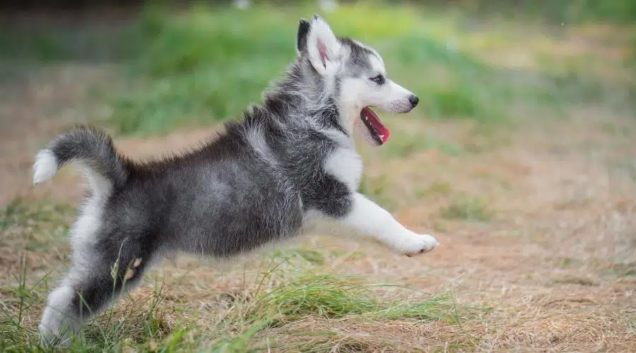 Lindo cachorro de Husky siberiano saltando sobre la hierba