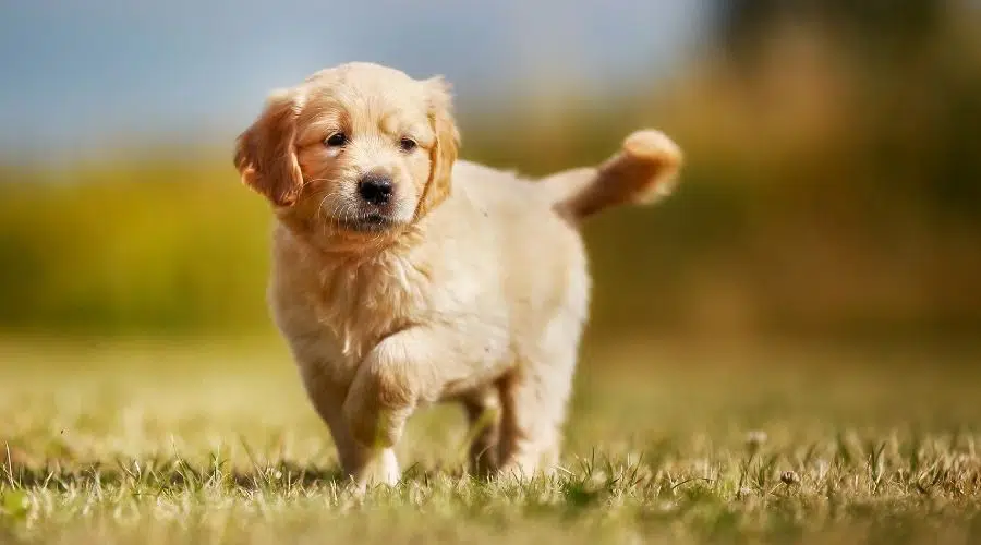 Cachorro Golden Retriever en la hierba