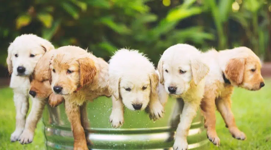 Camada de cachorros Golden Retriever en un cubo de hojalata