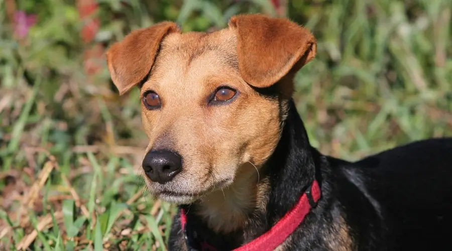 Jackshund negro al aire libre