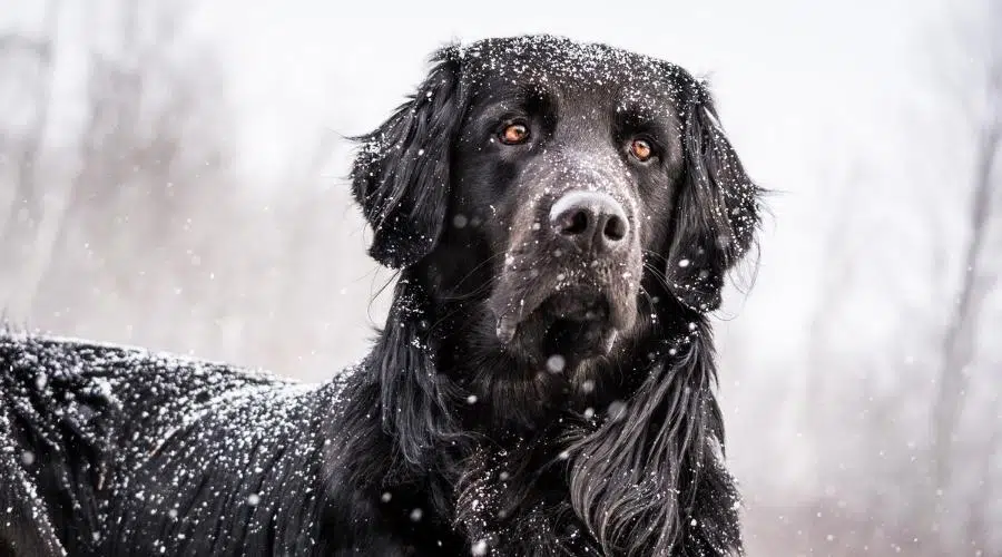 Un perro mezcla de Terranova y Golden Retriever negro cubierto de nieve alerta en un muelle durante una tormenta de nieve.