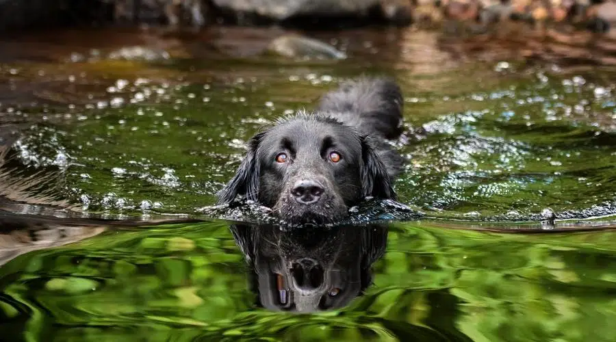 Un perro negro de raza mixta Terranova y Golden Retriever nadando en un lago.