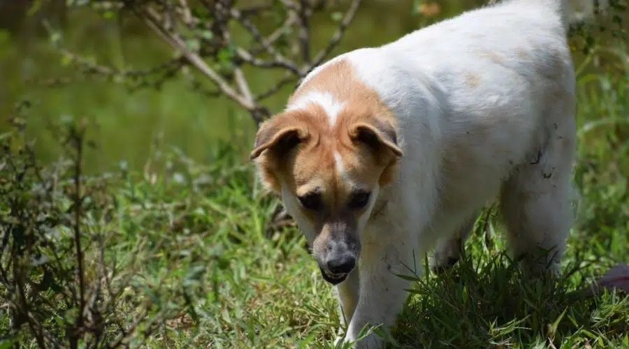 Lindo cachorro en el bosque verde, perro estrella, mi perro de miel, perro mascota súper lindo, mi mascota amorosa, cachorro muy lindo, perros súper mixtos, perros de la naturaleza, cazando, mascota de caza, mi mascota está cazando algo 