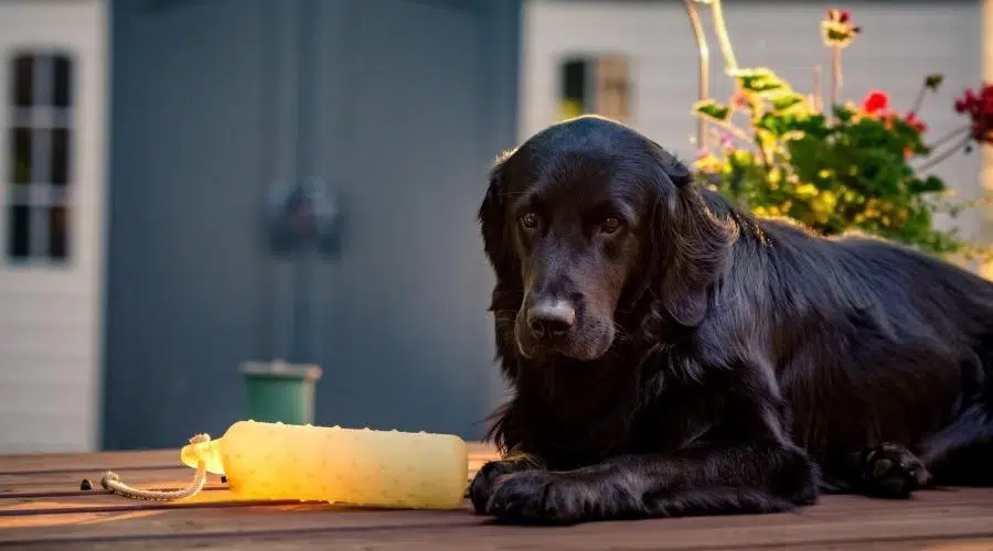 Un golden retriever negro y un perro de raza mixta Terranova iluminados a contraluz por el sol de la mañana con su muñeco de recuperación.