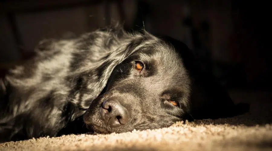 Un perro negro de raza mixta Terranova y Golden Retriever descansa sobre la alfombra bajo un rayo de sol.