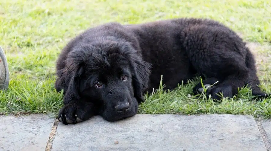 Cachorro de Terranova negro de pura raza tirado en la hierba