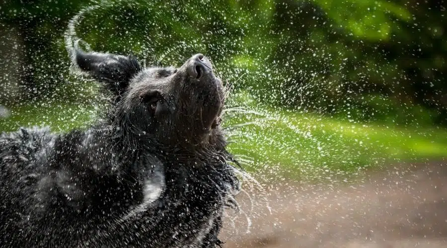 Un perro negro de raza mixta Terranova y Golden Retriever se sacude el agua de la cabeza.