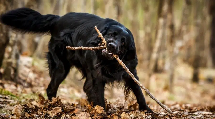 Un perro mestizo de Golden Retriever negro y Terranova que parece alerta después de masticar un palo.